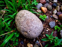 grass 안의 rock
