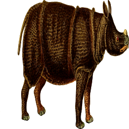 javan rhinoceros 사진