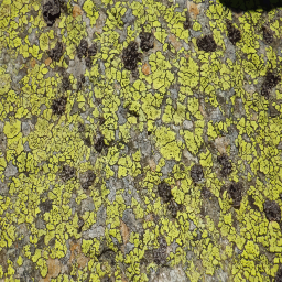 돌에 황색 lichen