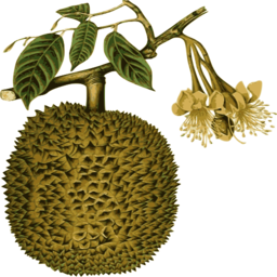 botanical durian 과일 꽃 삽화