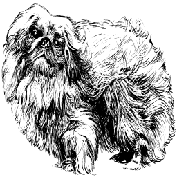fluffy 개 일