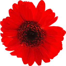 밝은 빨간 gerbera