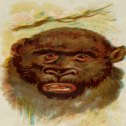 성장 gorilla 머리 초상화