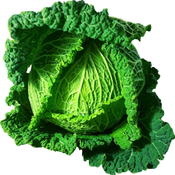 savoy cabbage 머리 삽화