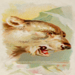 snarling wolf 머리 단면도