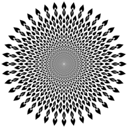 까만 화염 petal 광선 본
