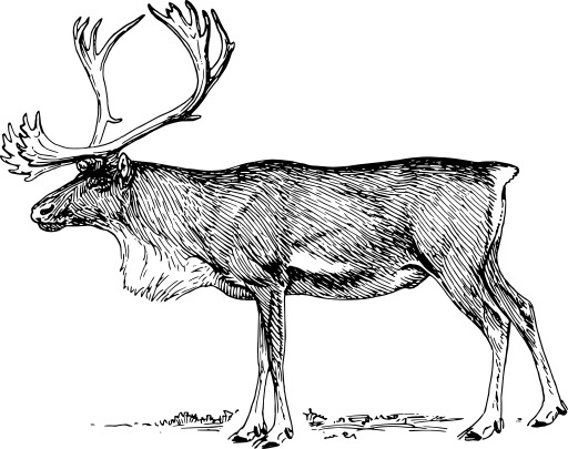 큰 Antlers를 가진 Reindeer는 분야에서 서 있습니다