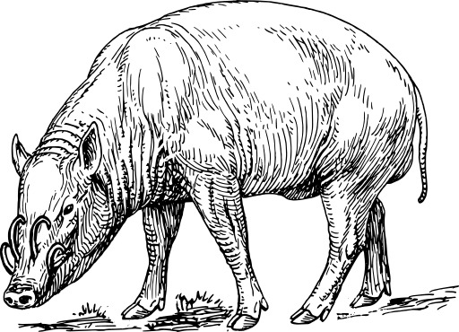 Rhino Grazing 에 A 필드