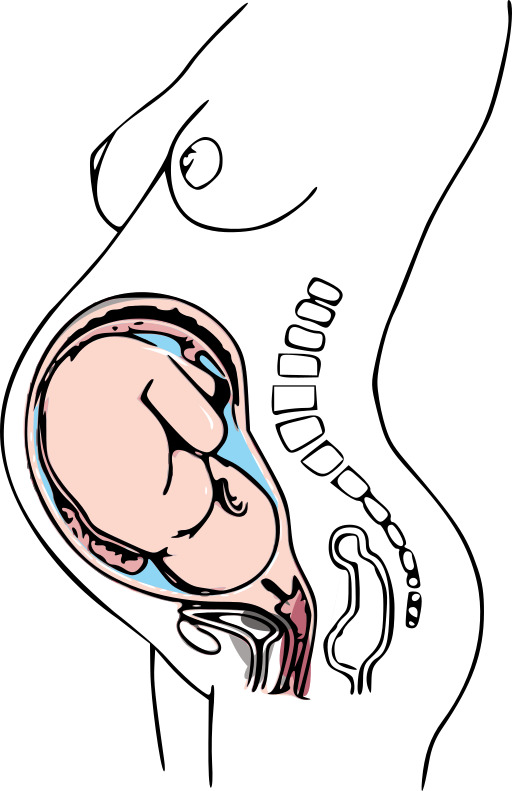 womb 안의 pregnant