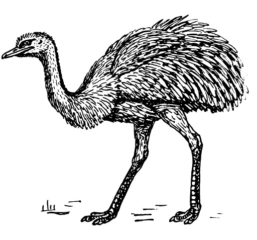 An Ostrich 이다 Shown 에 이 검정 과 화이트 그림