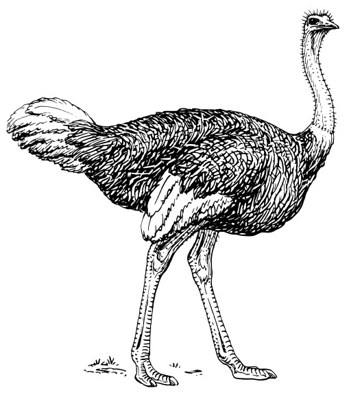 An Ostrich 이다 Shown 에 이 검정 과 화이트 그림