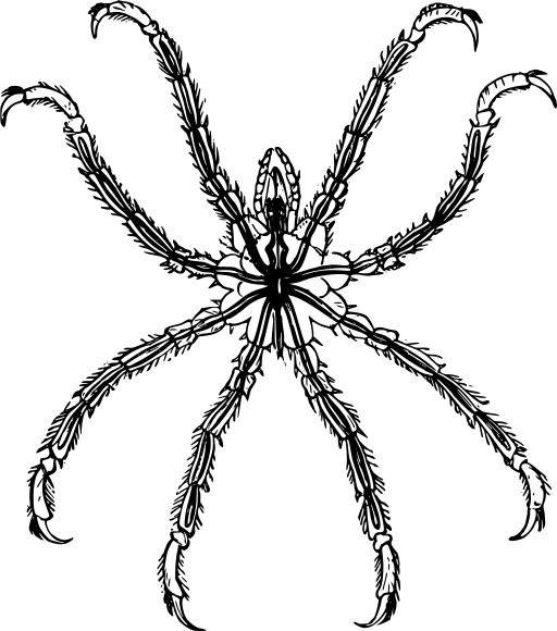 블랙 And White A Spider 4