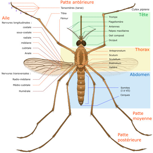 다이어그램 Of The Anatomy Of A Mosquito