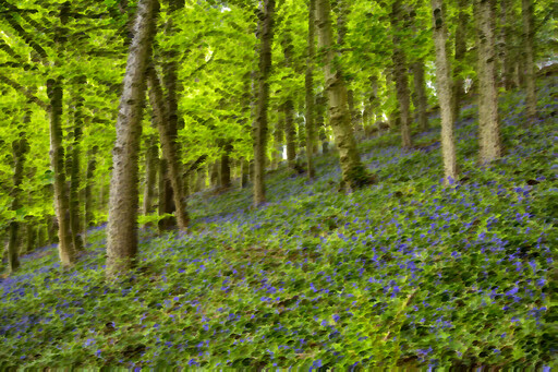 숲 전체 의 Bluebells