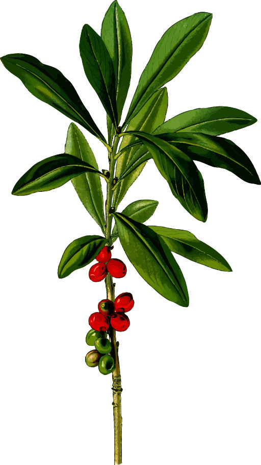 Red Berries와 Green Leaves 공장