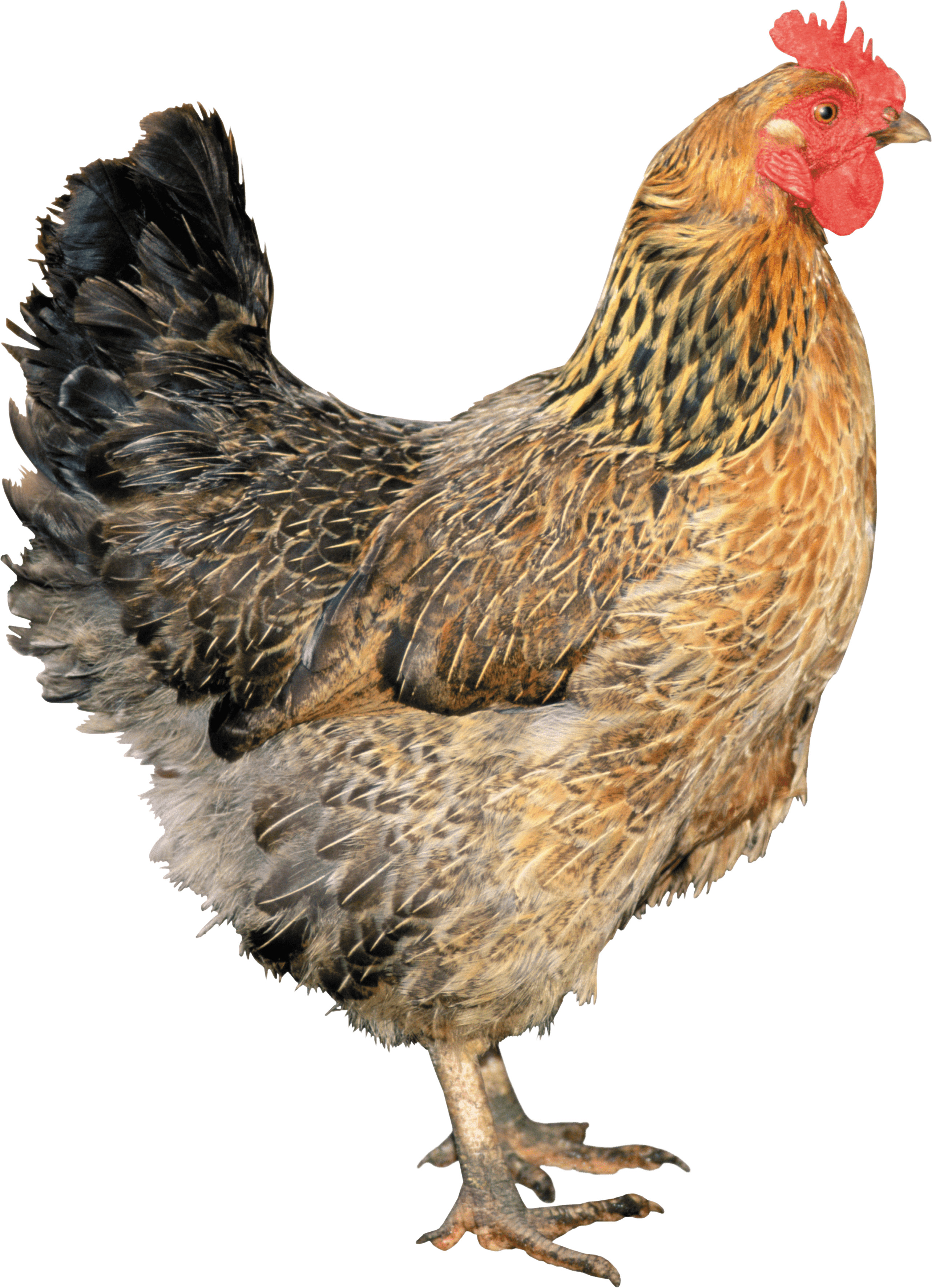 흰색 배경 위의 chicken