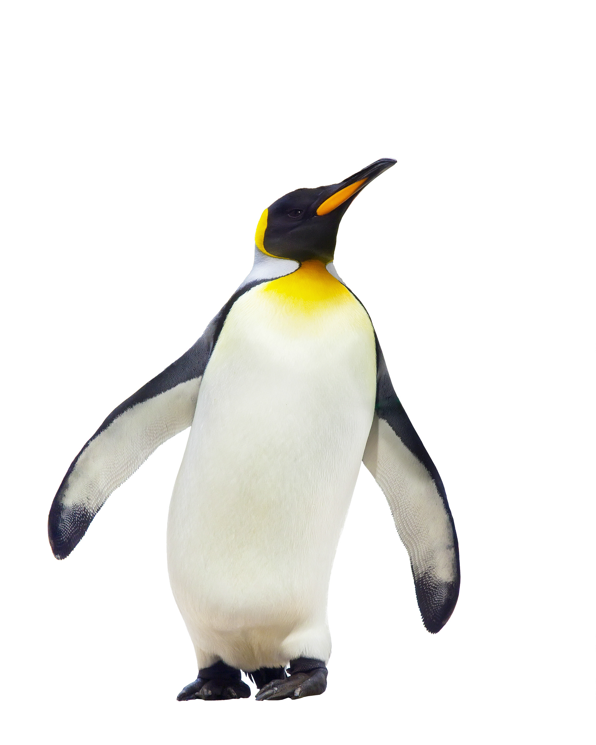 흰색 배경 위의 penguin
