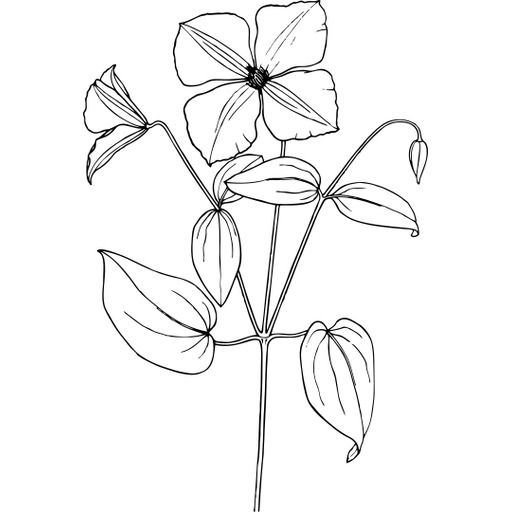 검정과 흰색 꽃 2