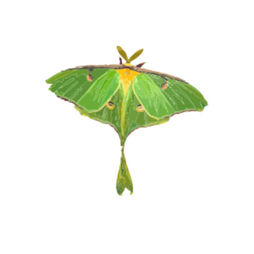 흰색 배경에 Luna Moth