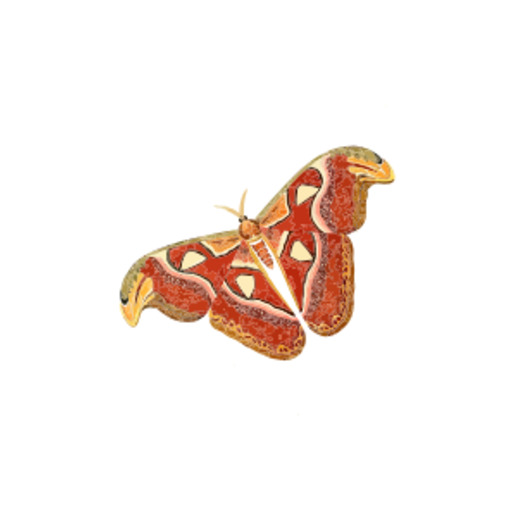 흰색 배경에 Moth