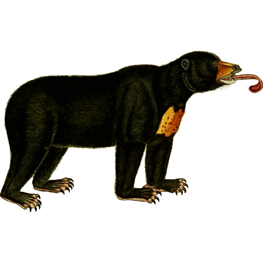 A 검정 Bear 와 a 혀 sticking 아웃 의 그것 s 입