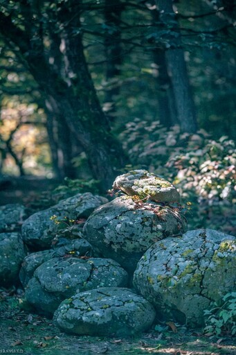 숲속의 암석 덩어리